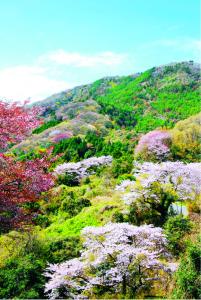 画像:山桜