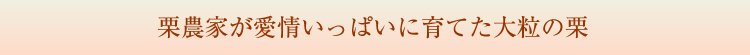 栗農家が愛情いっぱいに育てた大粒の栗