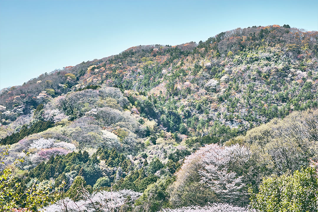 かすみがうら市の山桜